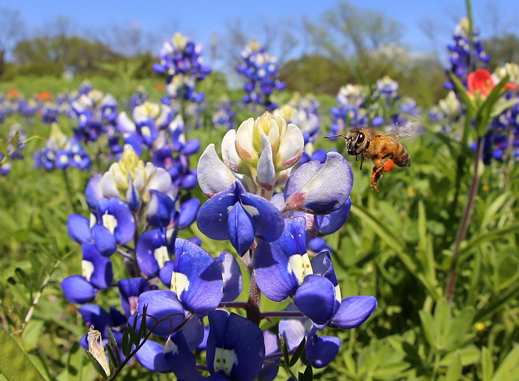 Wildflowers